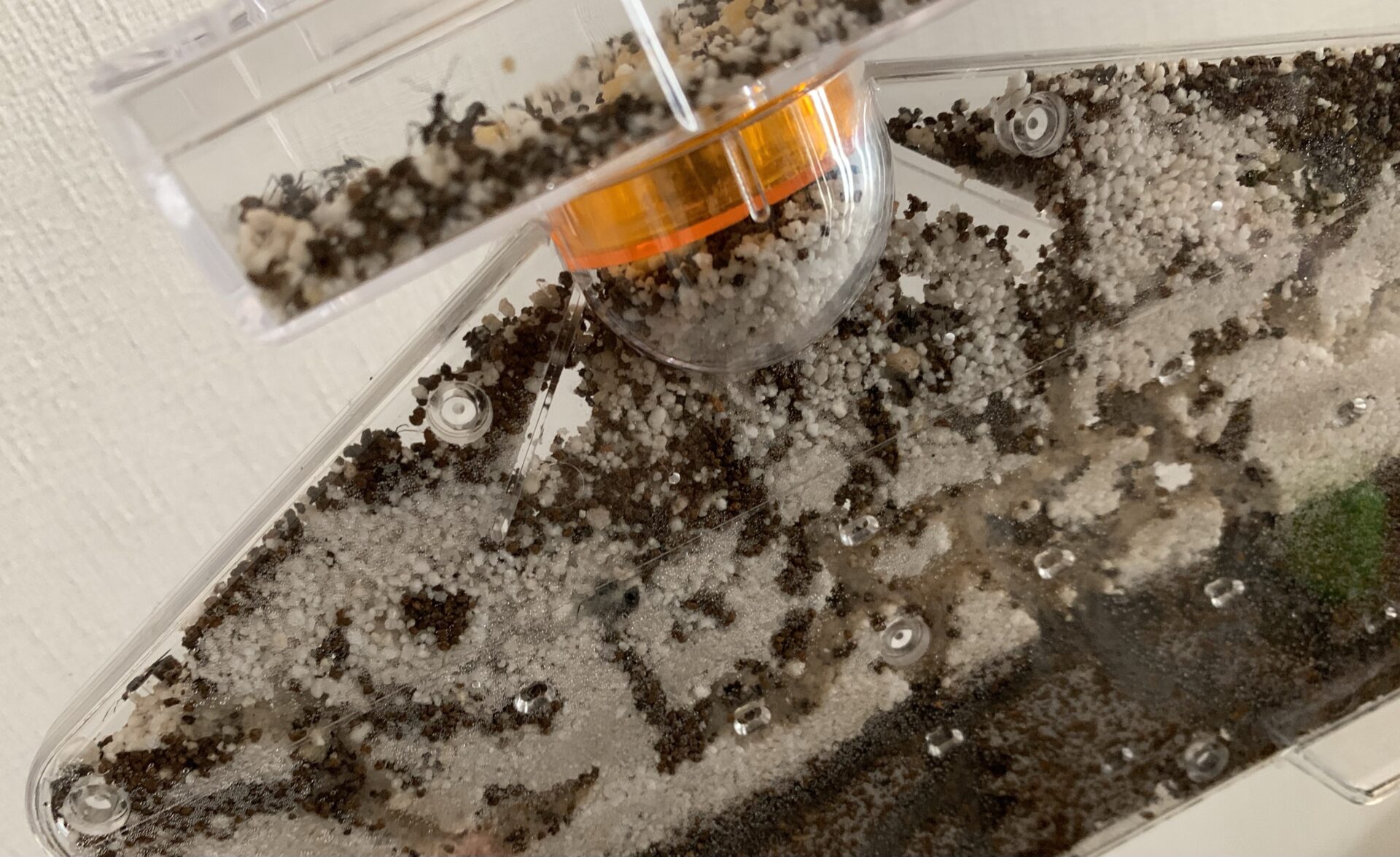 アリの巣観察キットで飼育と観察。夏休みの自由研究、知育にも。｜もちブログ 子どもと暮らす日常