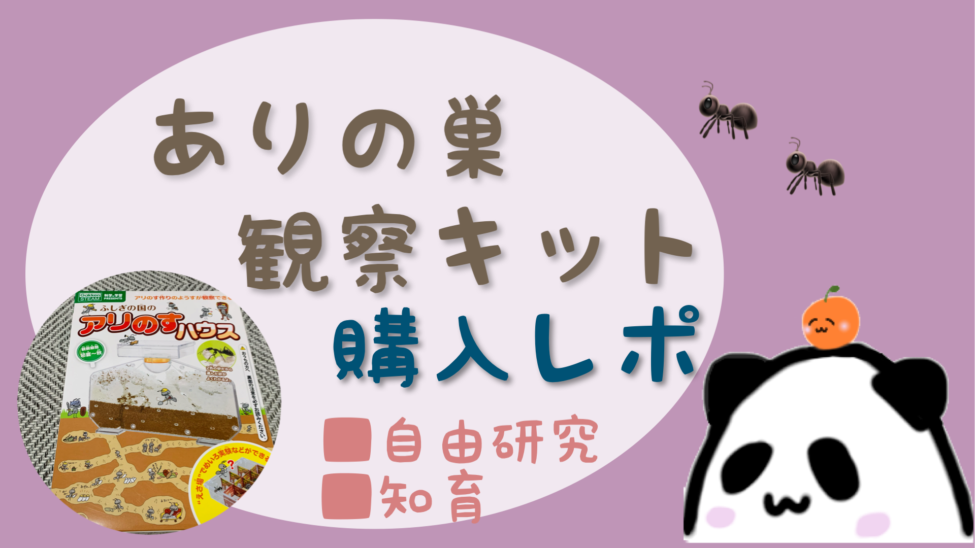 アリの巣観察キットで飼育と観察 夏休みの自由研究 知育にも もちブログ ゆるっと子育て記録